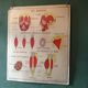Poster teaching years 60 - muscle / skeletal health