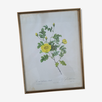 Lithograph rose Eglantier Serin under frame