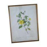 Lithograph rose Eglantier Serin under frame