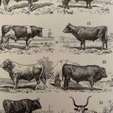Lithograph engraving on beef from 1897