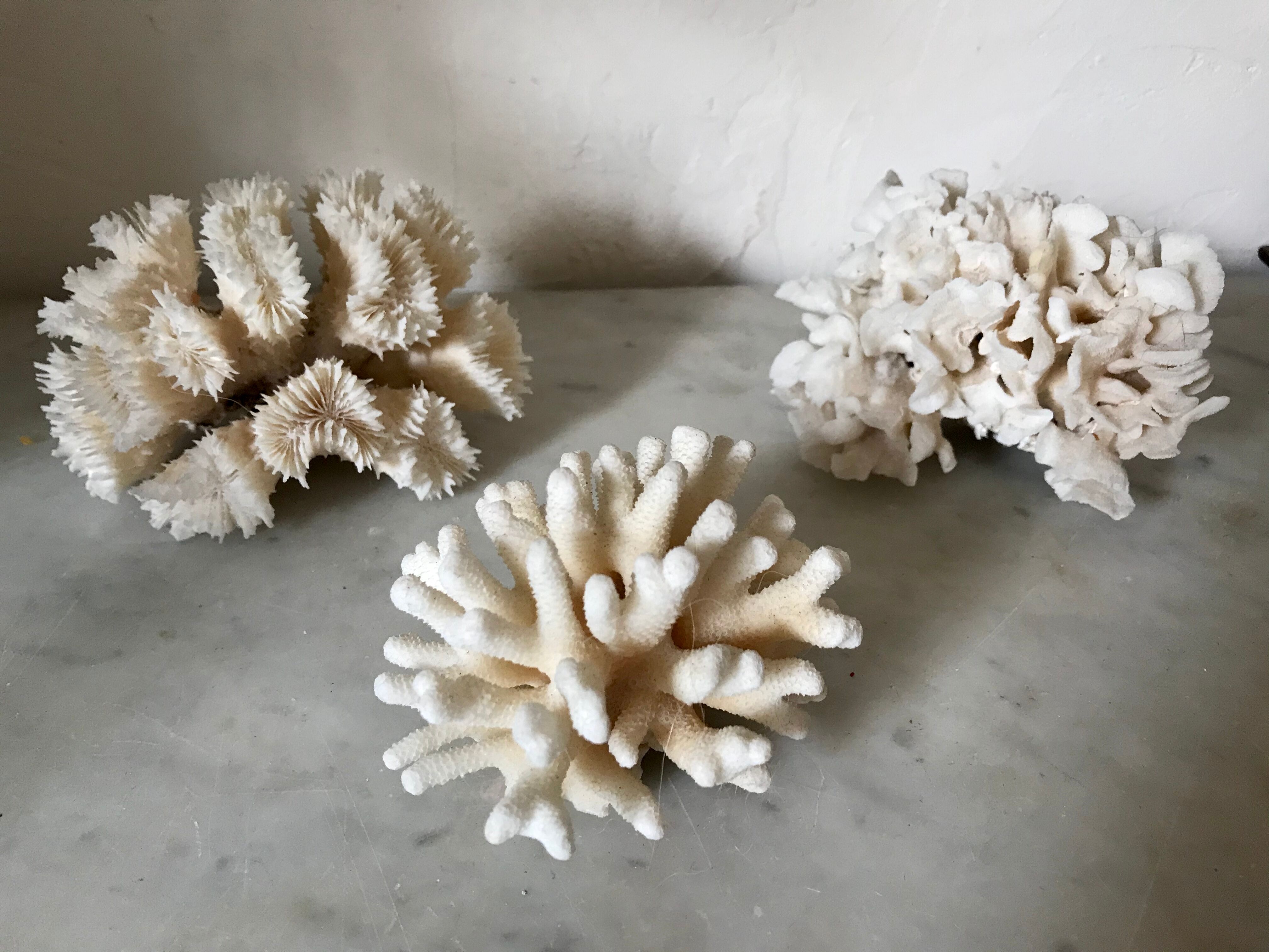 Ancient white coral in trio