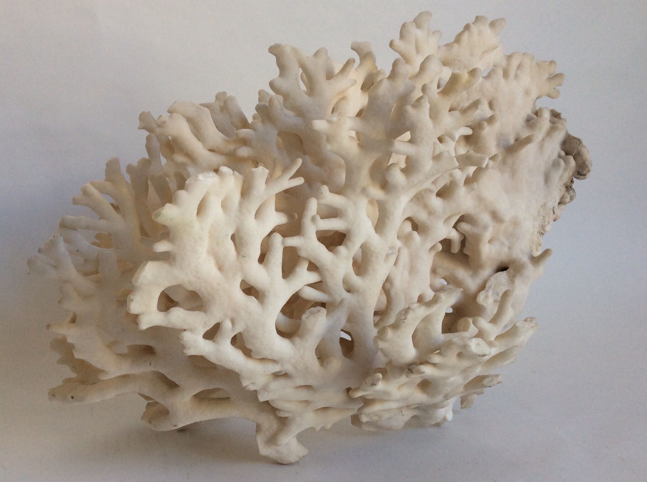Corail blanc ancien
