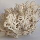 Corail blanc ancien
