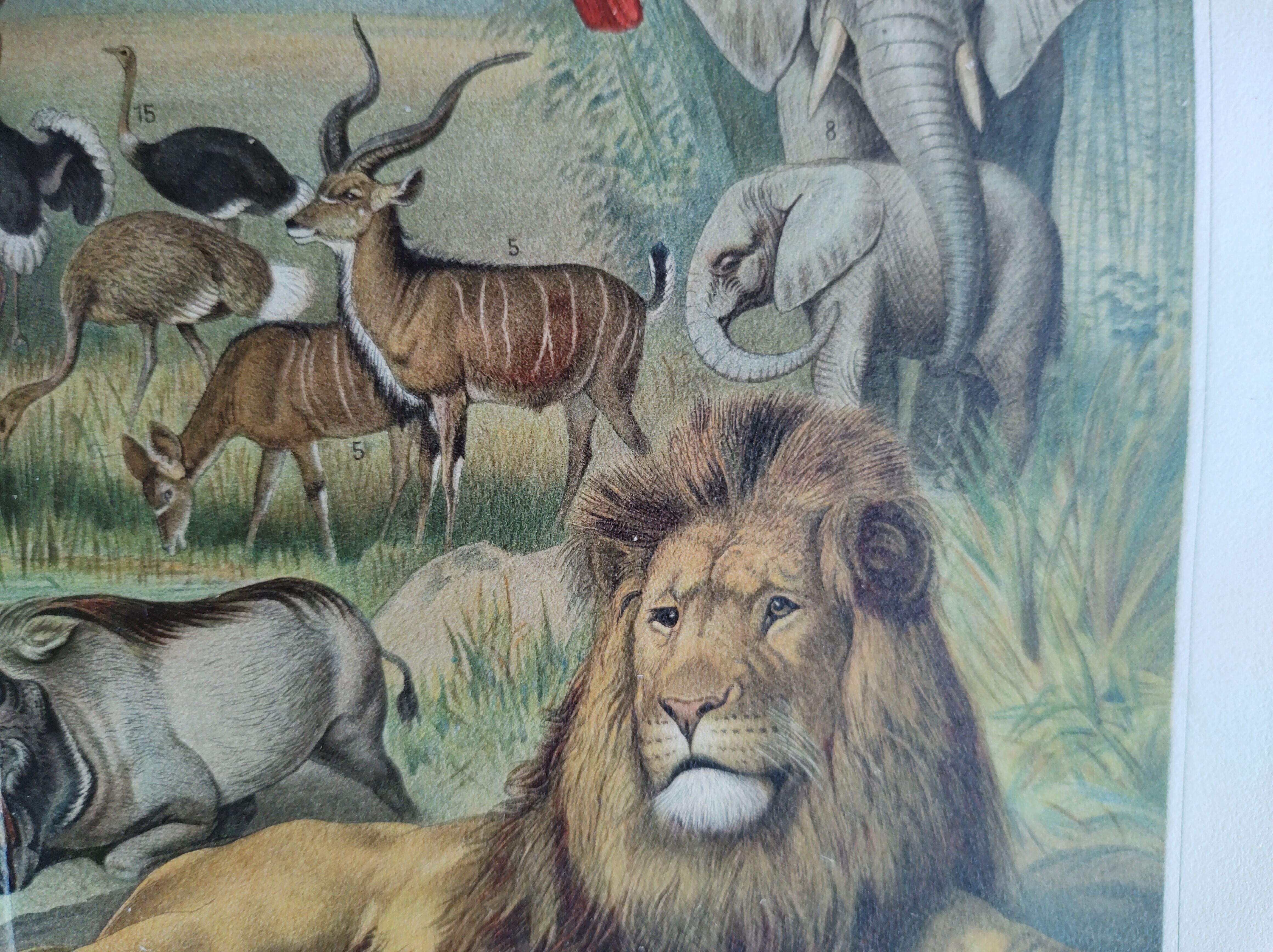 Gravure ancienne - Faune et animaux d'Afrique - Chromo-Lithographie originale de 1909