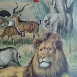 Gravure ancienne - Faune et animaux d'Afrique - Chromo-Lithographie originale de 1909