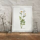 Botanical plank The Chelidoine