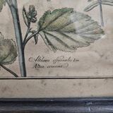 Tableau planche botanique encadrée