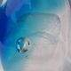 Sulfide jellyfish