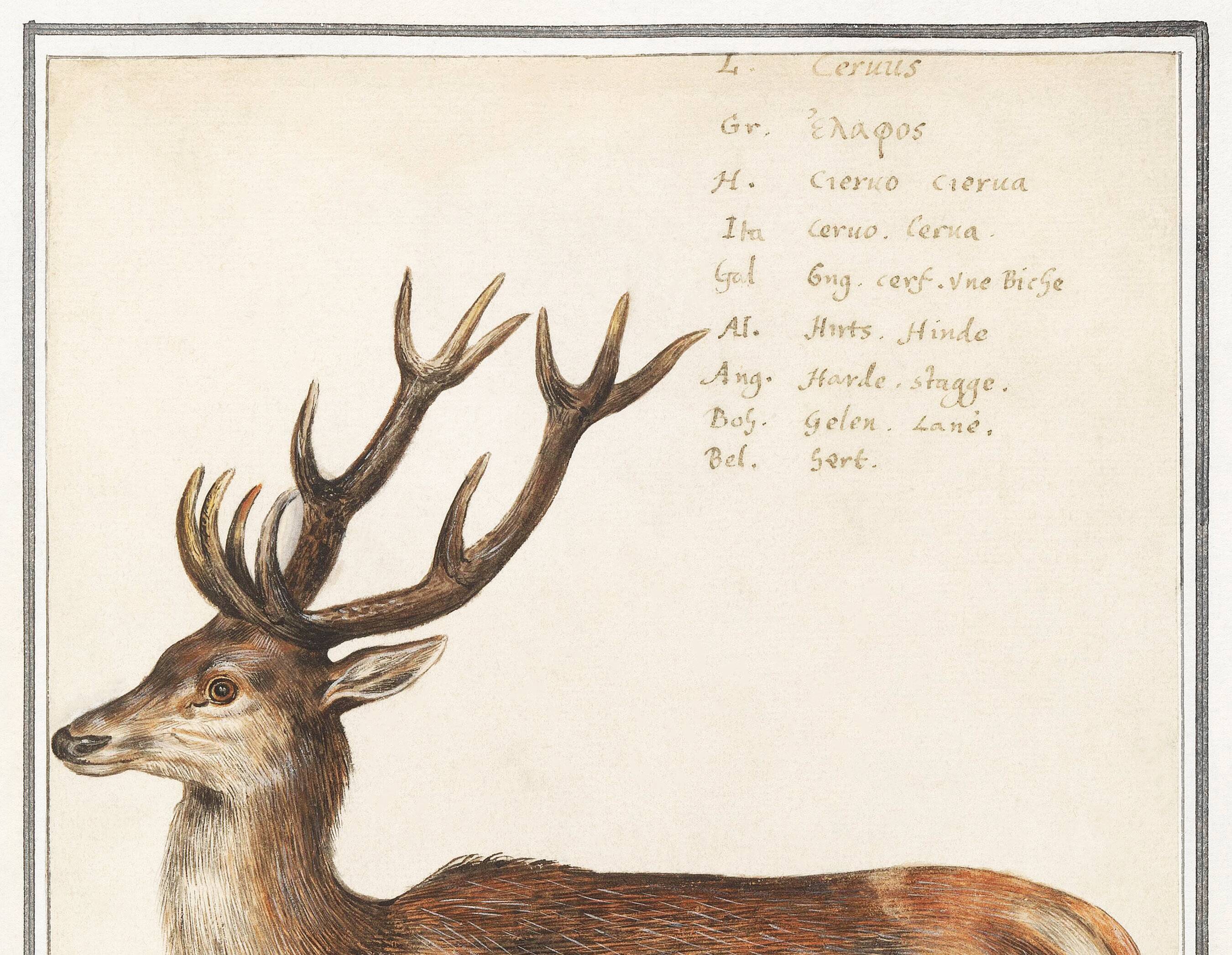 Small poster about deer, after an old engraving from 1610.