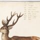 Small poster about deer, after an old engraving from 1610.