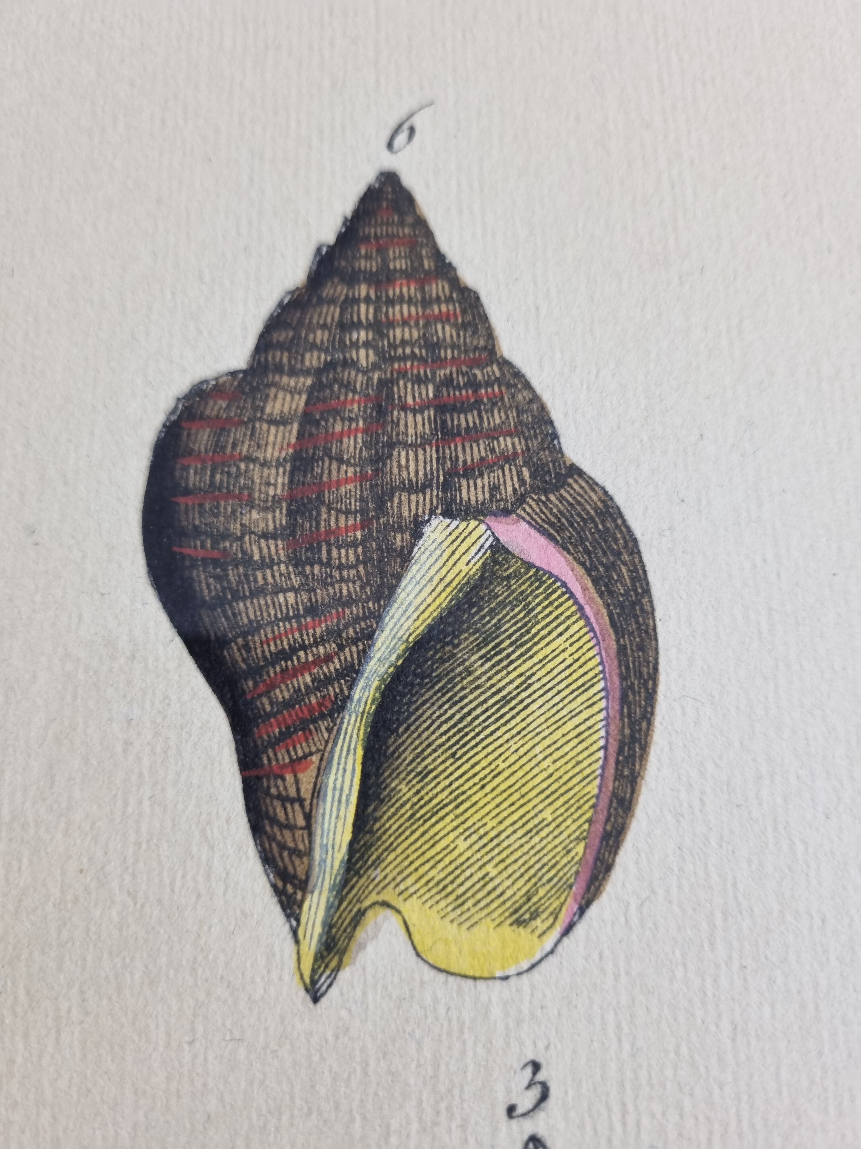 Natural History plate, Conchyliology, signed in the plate, XVIIIth