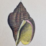Natural History plate, Conchyliology, signed in the plate, XVIIIth