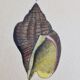 Natural History plate, Conchyliology, signed in the plate, XVIIIth