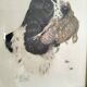 Animal lithograph