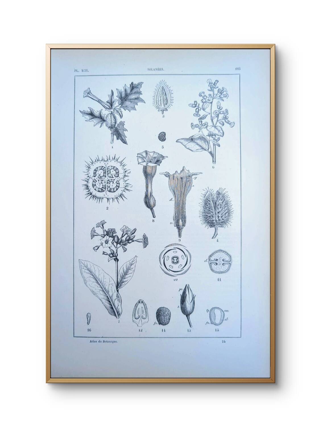 Printed in 1889, the nightshades (Solanaceae). Old botanical plate.