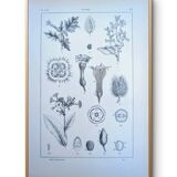 Printed in 1889, the nightshades (Solanaceae). Old botanical plate.