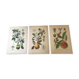 Botanical fruit boards 1891