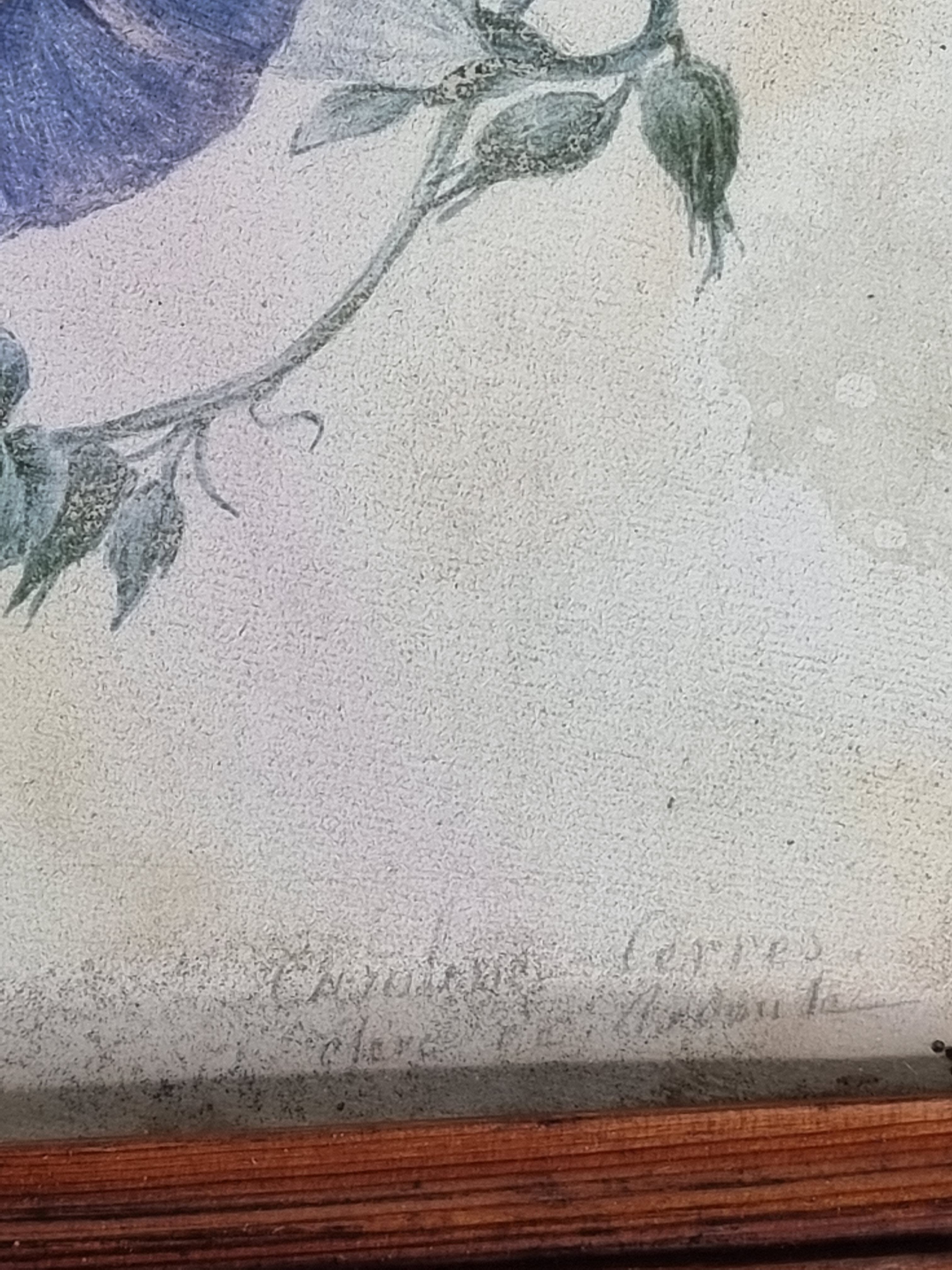 Cadre du début du XIXème siècle, bouquet de fleurs sauvages, signé, élève de Pierre-Joseph Redouté