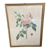 Ancient botanical poster