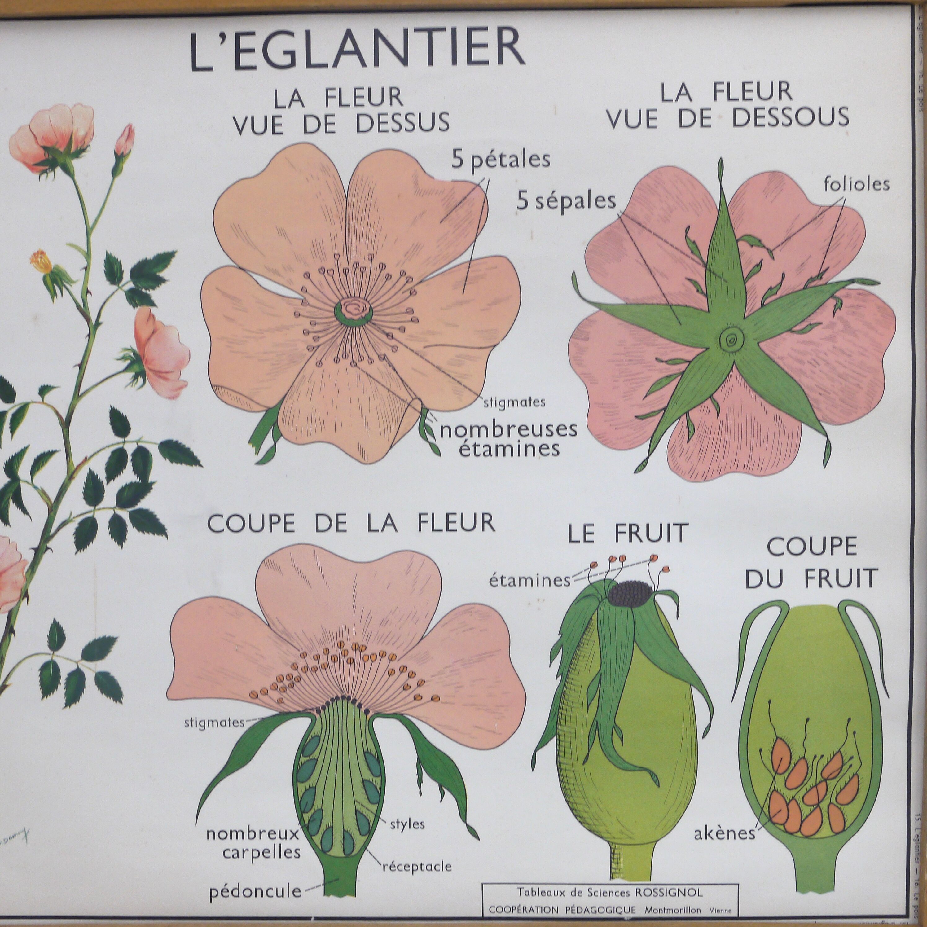 Displays educational Nightingale  l'eglantier and peas