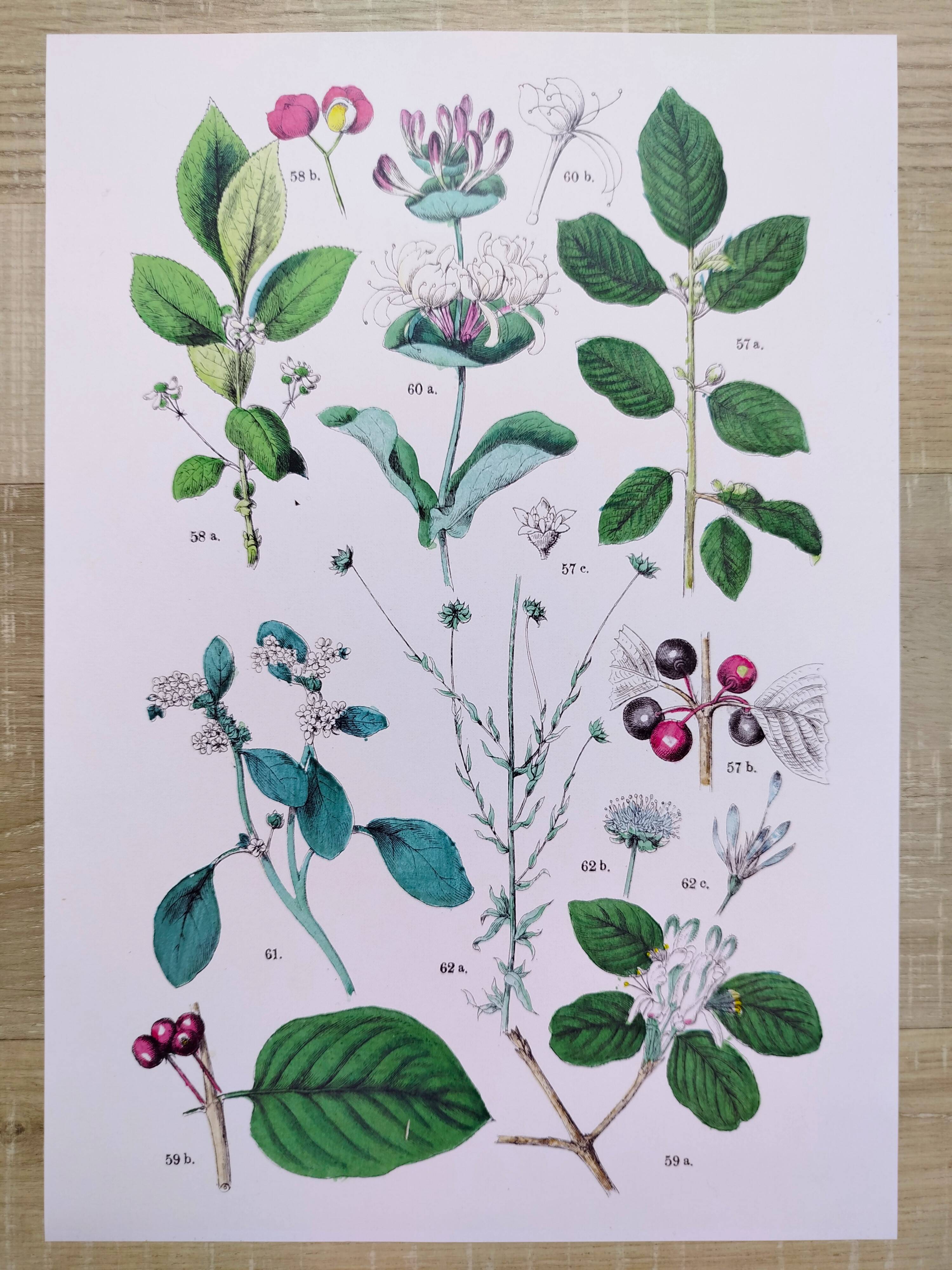 Plant poster based on an 1881 engraving "water chestnut"
