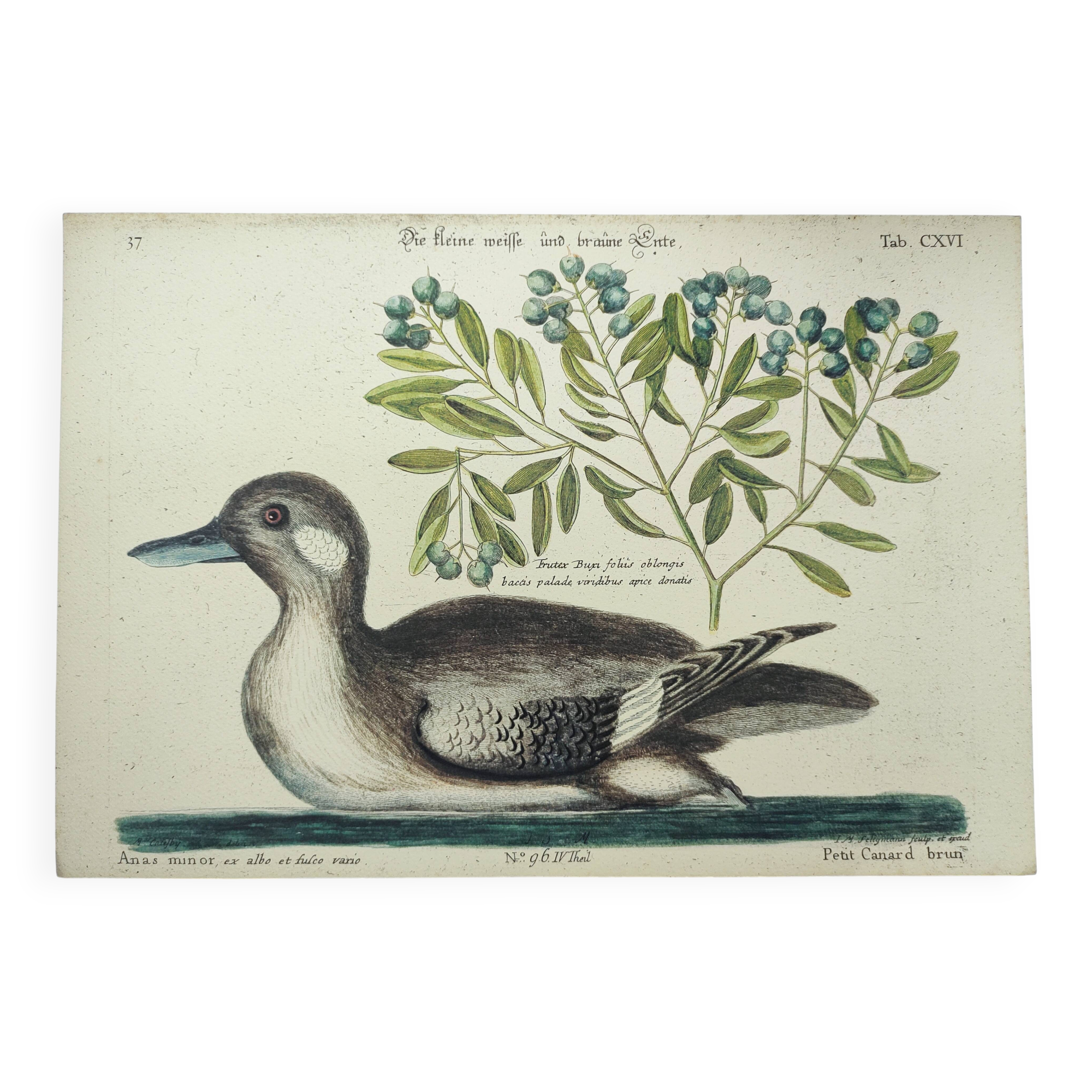 Antique bird engraving - Brown Duck - Seligmann plate nature image