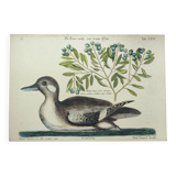 Antique bird engraving - Brown Duck - Seligmann plate nature image