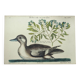 Gravure ancienne oiseau -Canard Brun- Planche de Seligmann image nature