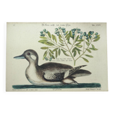 Antique bird engraving - Brown Duck - Seligmann plate nature image