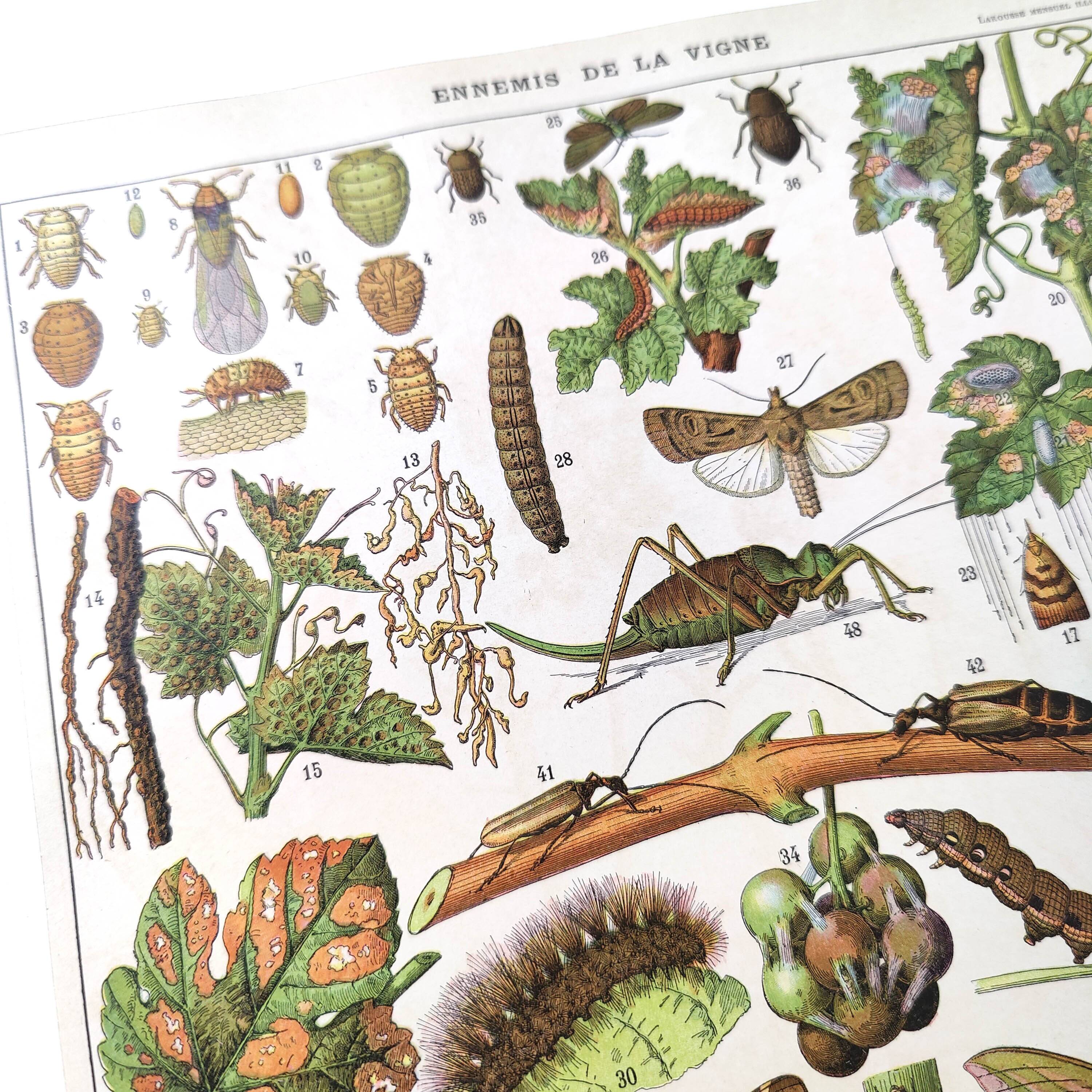 Lot of two lithographed plates on vine diseases 1900