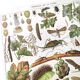 Lot deux Planches lithographies sur les maladies de la vigne 1900