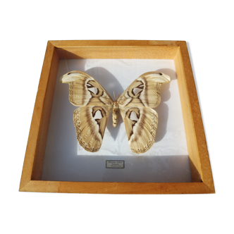 Malaysian butterfly
