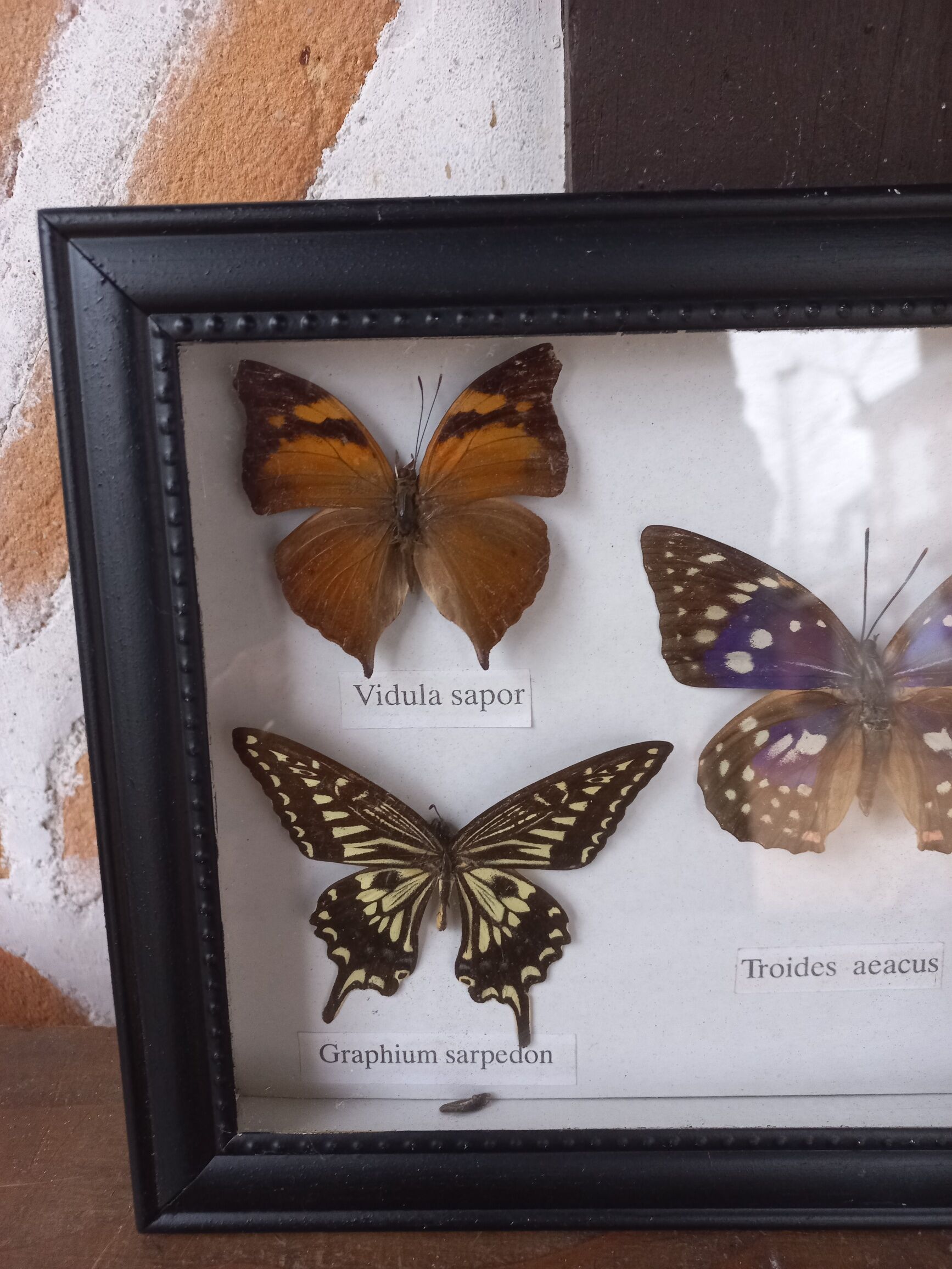 Showcase frame 5 stuffed butterflies