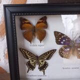 Showcase frame 5 stuffed butterflies