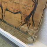 Pedagogical panel on the "Calf"