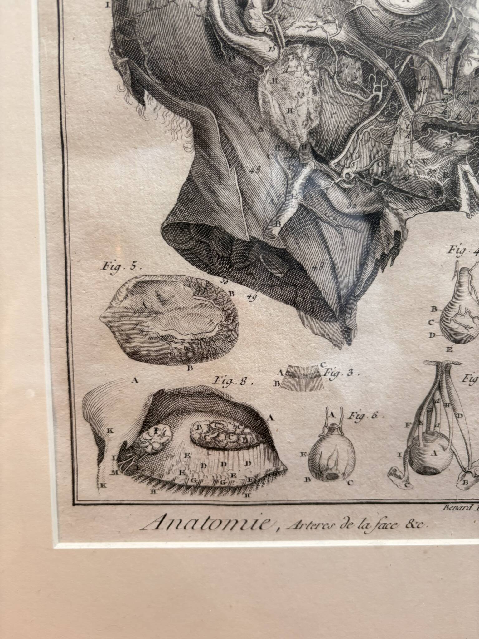 Old Print Engraving 19th Century Framed Anatomy Artery Face Bernard Dixerit