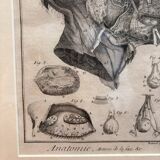Old Print Engraving 19th Century Framed Anatomy Artery Face Bernard Dixerit