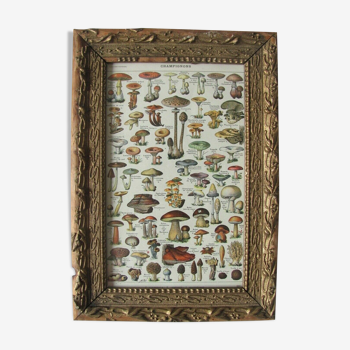 Mushroom board, golden frame, early 20th
