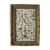 Planche Champignons, cadre doré, début 20eme