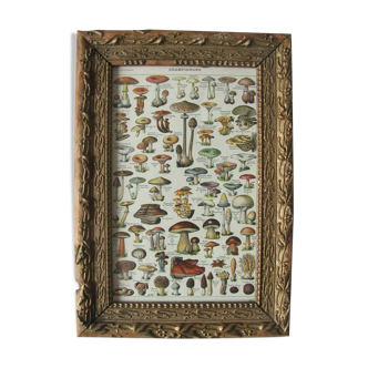 Planche Champignons, cadre doré, début 20eme