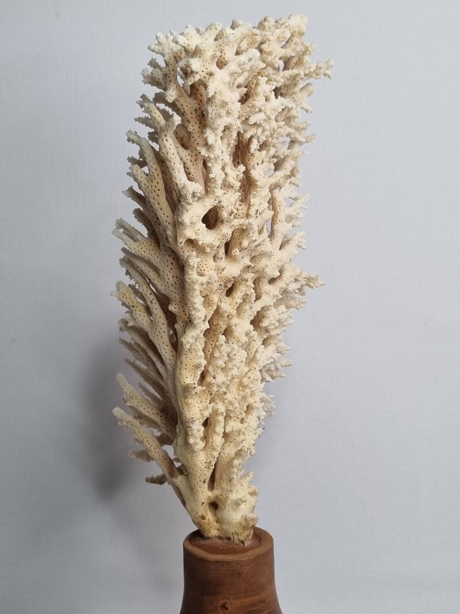 Antique natural coral on turned wooden base, 38 cm