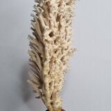 Antique natural coral on turned wooden base, 38 cm