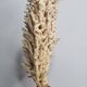 Antique natural coral on turned wooden base, 38 cm