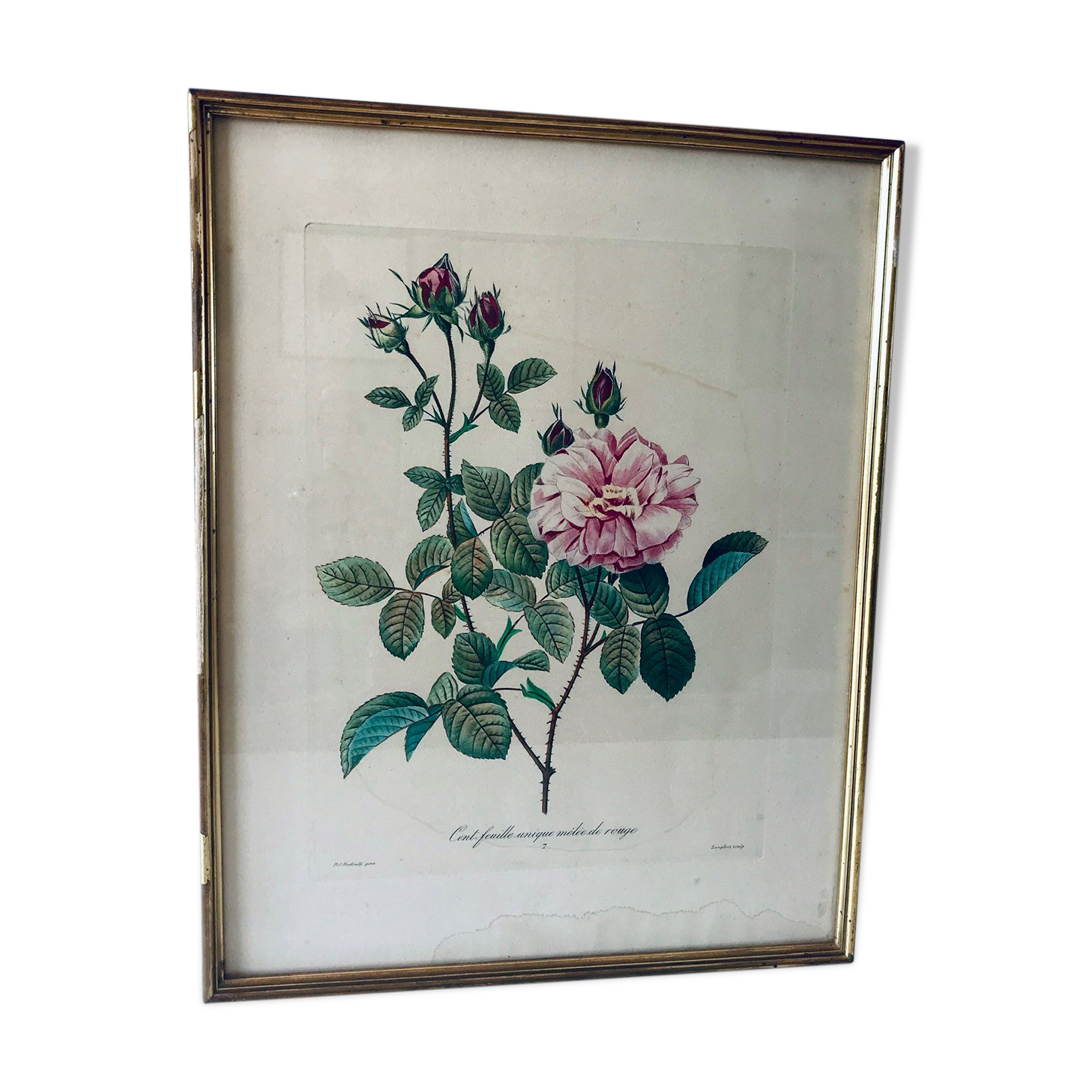 Gravure Redouté ancienne encadrée
