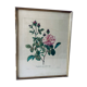 Gravure Redouté ancienne encadrée