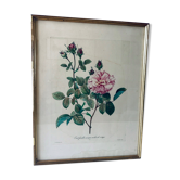 Gravure Redouté ancienne encadrée