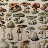 Lithograph engraving on mushrooms from 1897 (caesars)