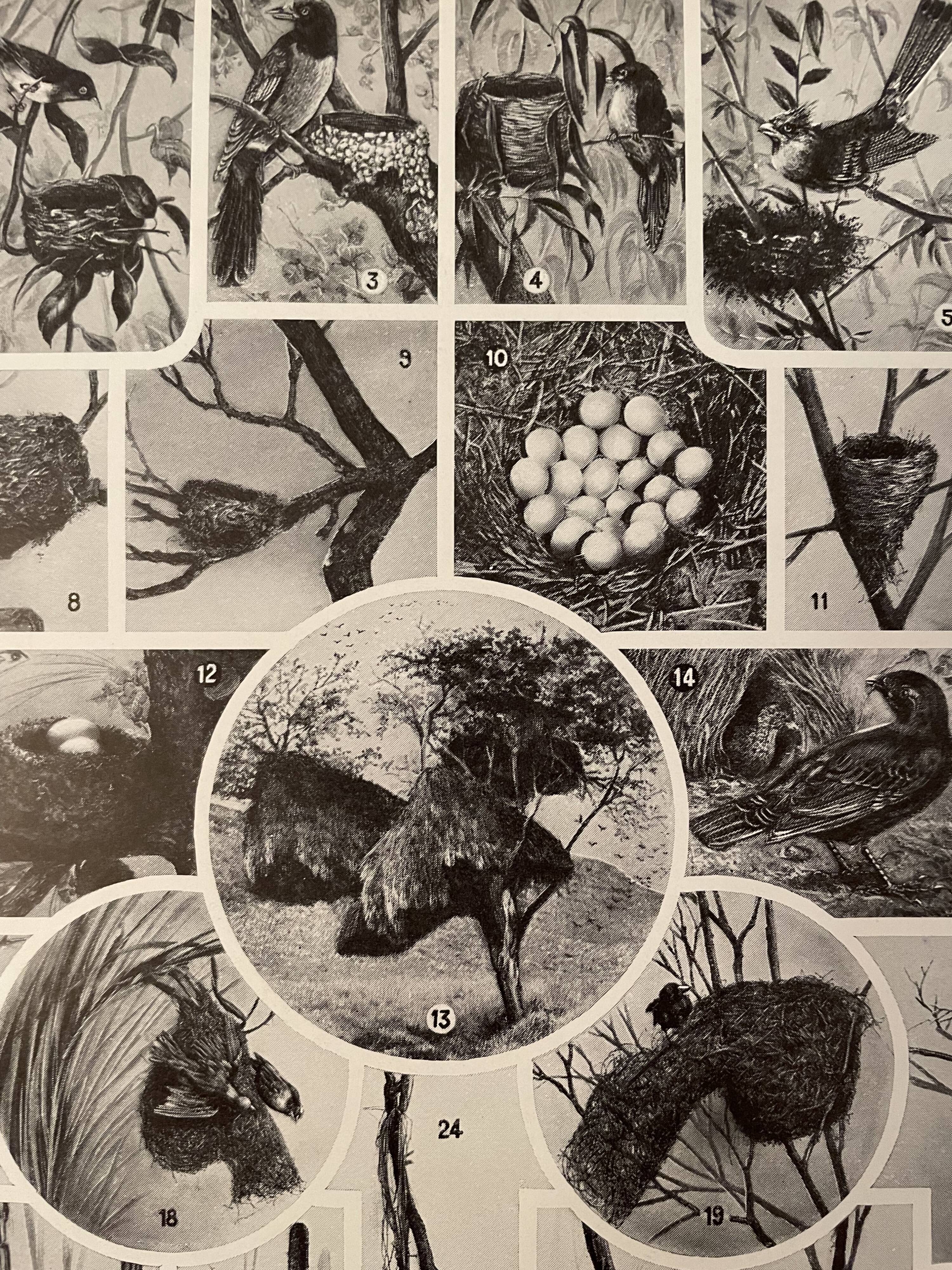 Lithographie gravure sur les oiseaux (autruche) de 1928