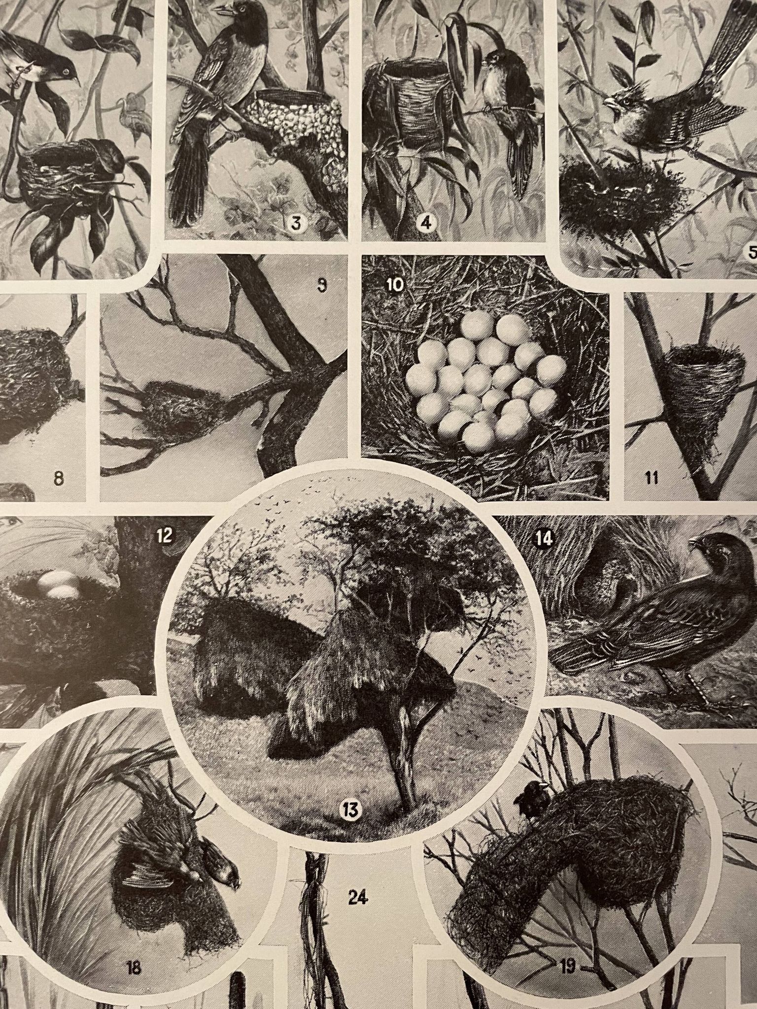 Lithographie gravure sur les oiseaux (autruche) de 1928