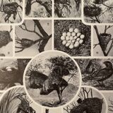 Lithograph engraving on birds (ostrich) from 1928